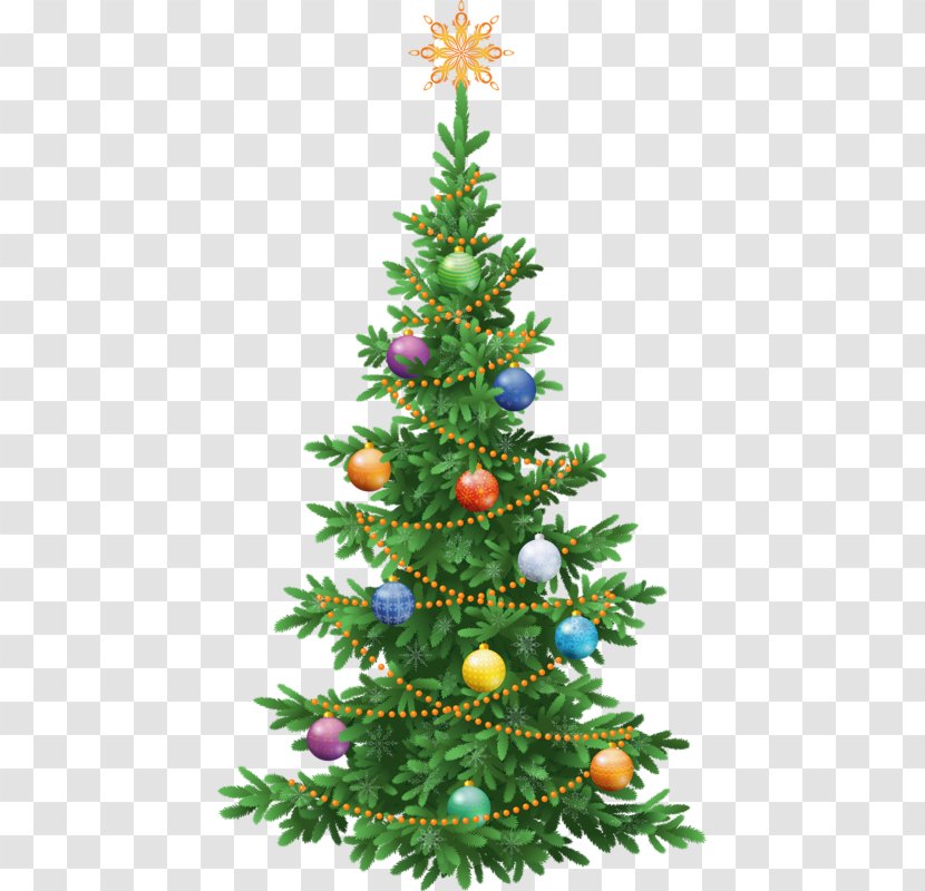 Abies Alba Koreana Spruce Tree Green - Christmas Ornament - Festival Transparent PNG