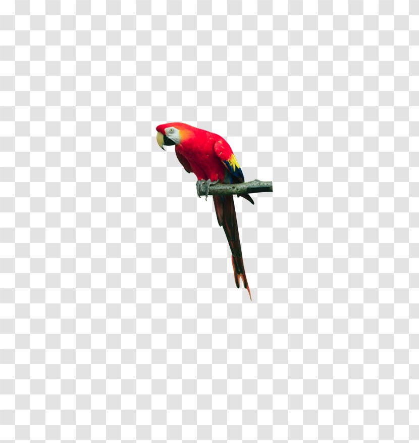 Macaw Bird Parrot Lories And Lorikeets - Red Standing On Tree Branch Transparent PNG