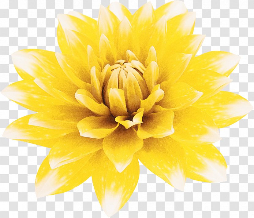 Stock Photography Flower Yellow - Dahlia Transparent PNG