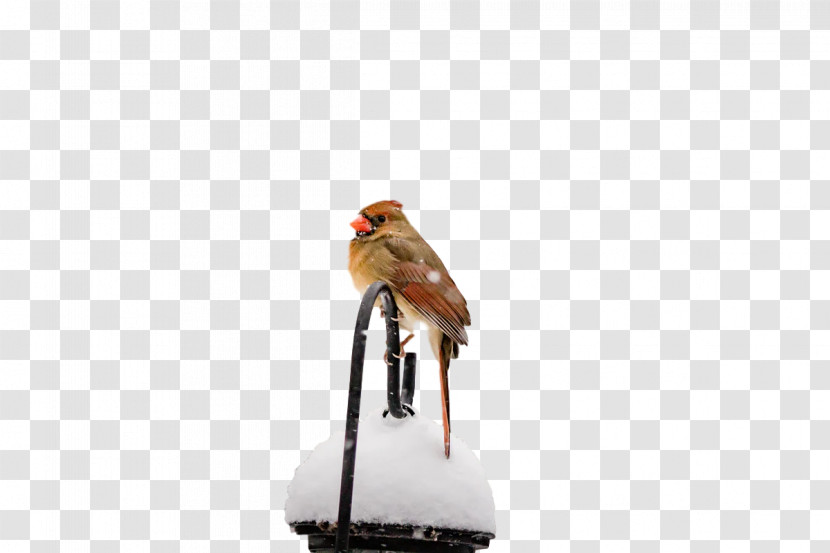 Birds Shoe Beak Meter Science Transparent PNG