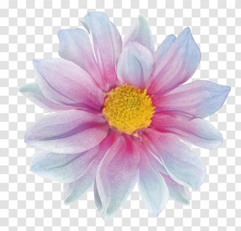 Raster Graphics Computer Flower - Petal Transparent PNG