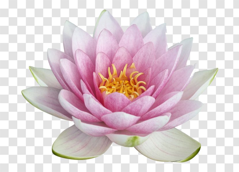 Nelumbo Nucifera Clip Art - Sacred Lotus - Water Lilies Transparent PNG