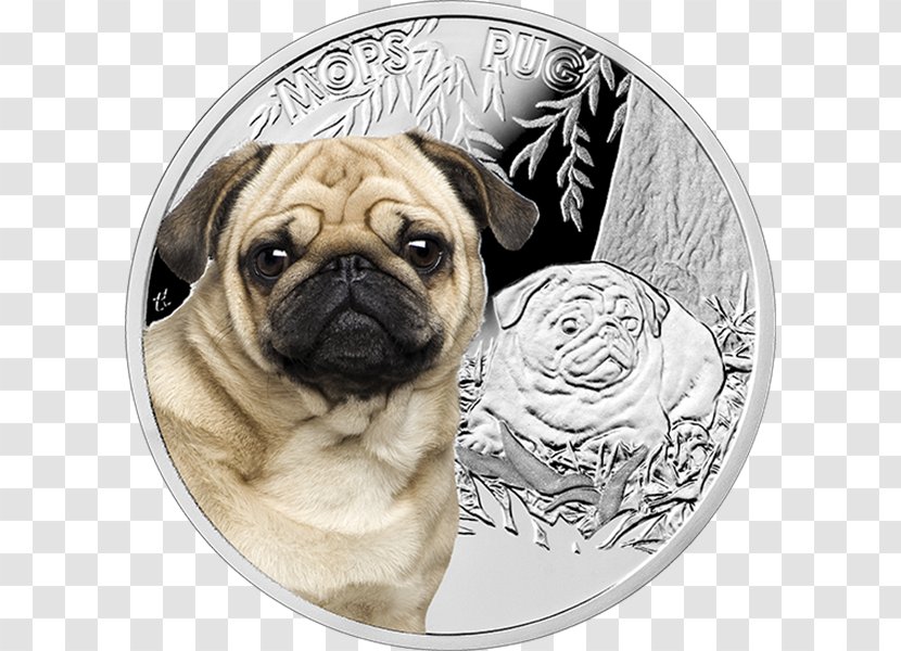 Pug Puppy Dog Breed Companion Japanese Chin - Snout Transparent PNG