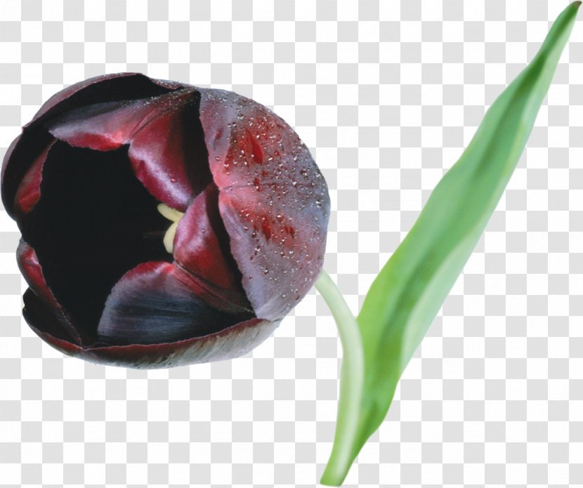 Black Tulip Flower Clip Art - Petal Transparent PNG