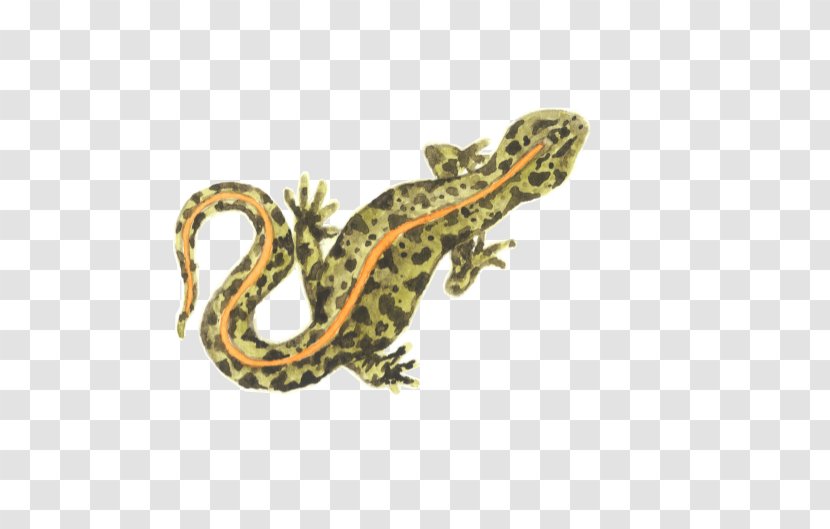 Gecko Lizard Amphibian Fauna Terrestrial Animal Transparent PNG