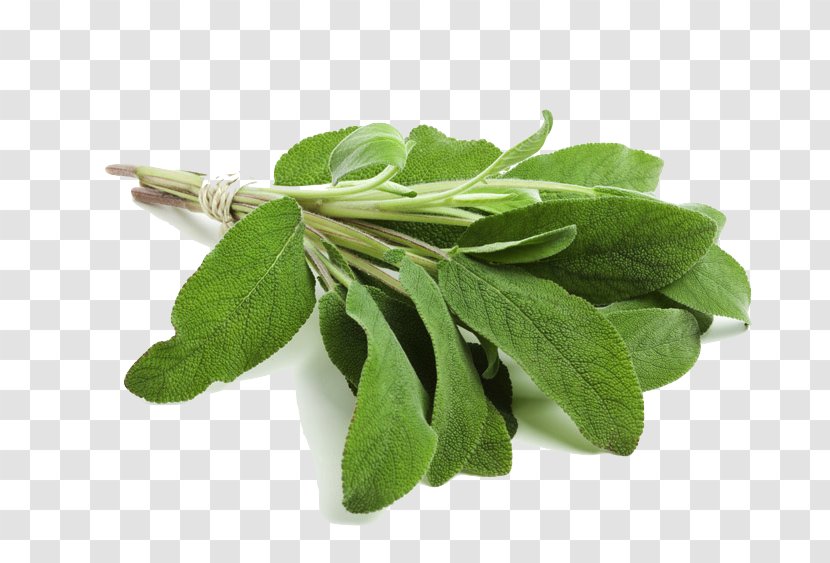 Common Sage Herb Smudging Clary Essential Oil - Spinach - Fine Herbs Transparent PNG