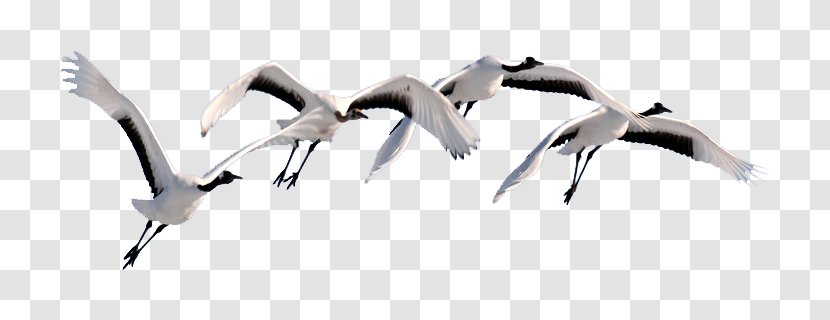 Swan Goose Flight Bird Cygnini - Beak Transparent PNG