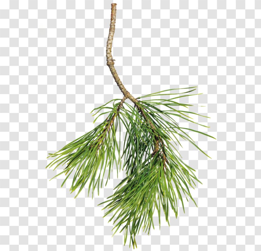 Clip Art Spruce Pine Tree - Conifer Cone Transparent PNG