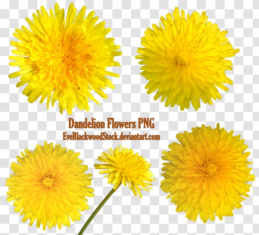 Dandelion Clip Art - Cut Flowers Transparent PNG