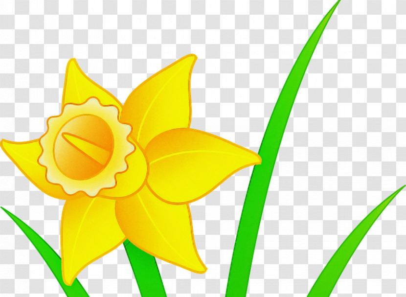 Yellow Flower Plant Petal Narcissus Transparent PNG