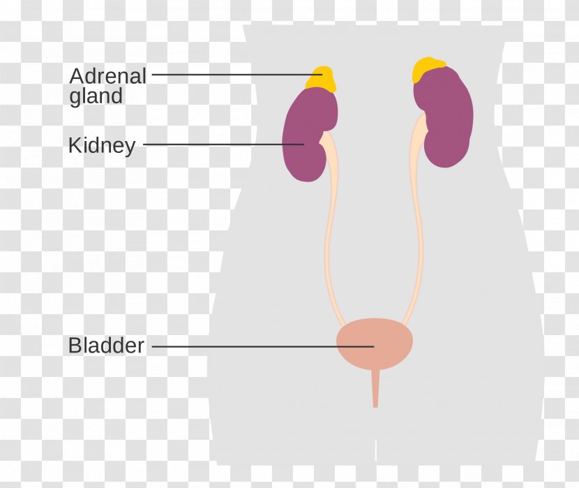 Excretory System Adrenal Gland Endocrine Male Diagram - Watercolor - Hormone Secretion Transparent PNG