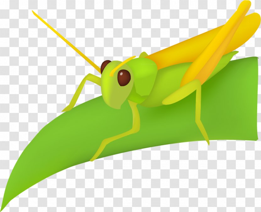 Leaf Grasshopper - Frog - Decorative Cartoon Transparent PNG