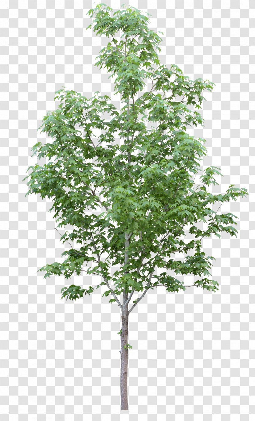 Acer Campestre Tree Oak Plant Stock Photography - Walnut Transparent PNG