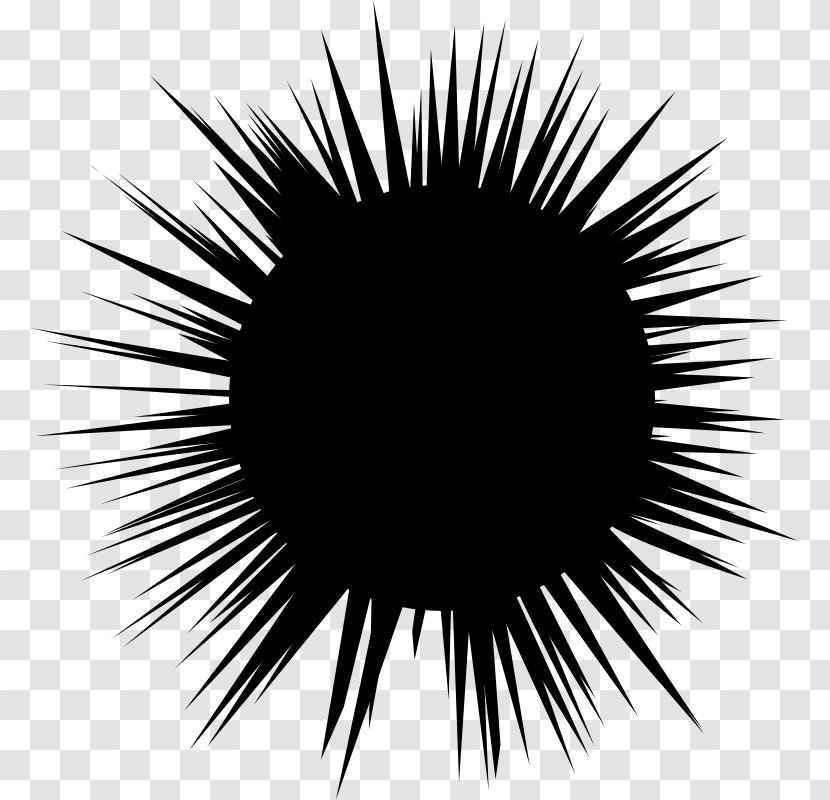 Sea Urchin Hedgehog Spine Clip Art - Black And White Transparent PNG