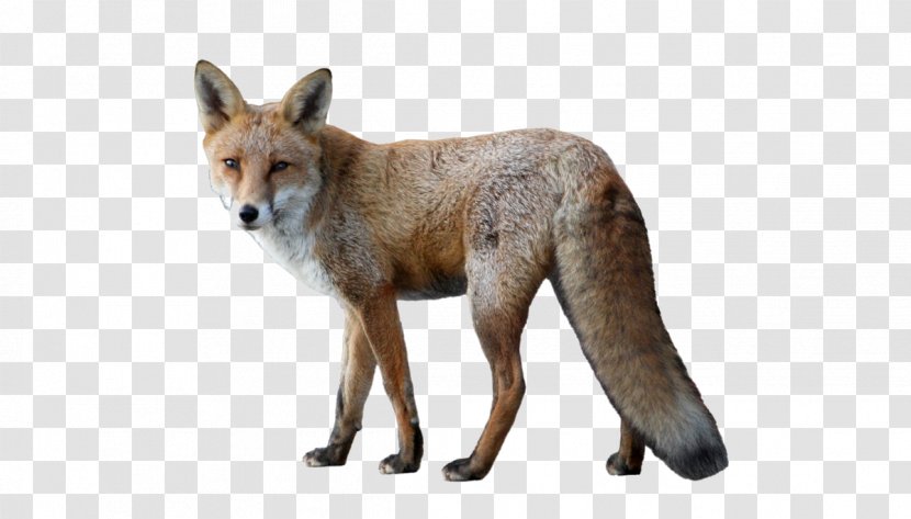 Red Fox Arctic - Terrestrial Animal - Wild Transparent PNG