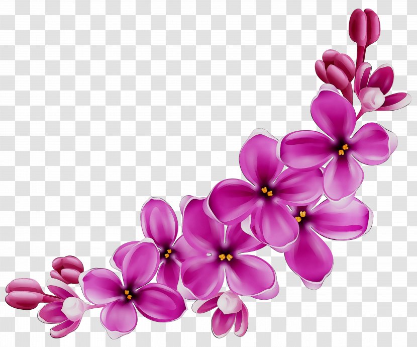 Ma Insurance Caribbean Princess Camille Life Central Of I.R. Iran - Purple - Flowering Plant Transparent PNG