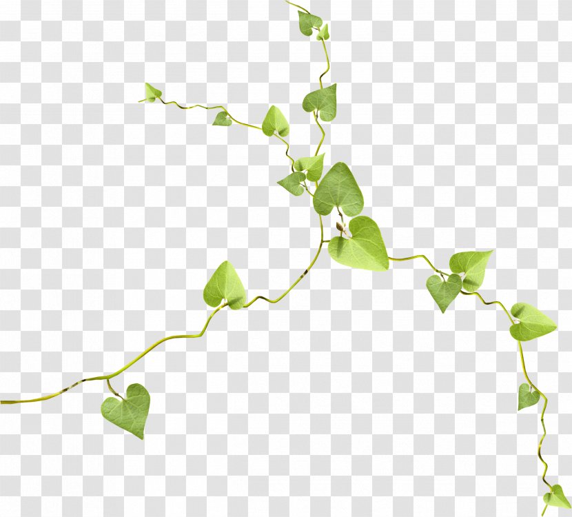 Photography Clip Art - Plant Stem - Grass Transparent PNG