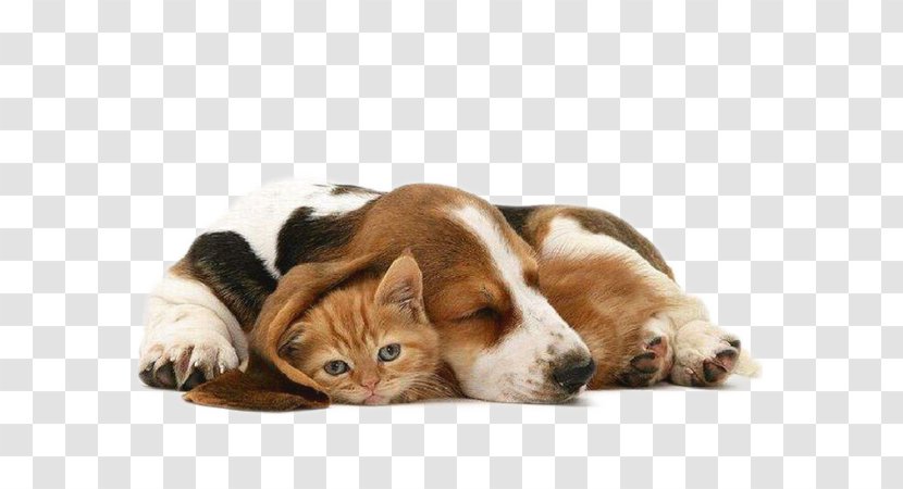 Siberian Husky Kitten Puppy Cat Cuteness - Cats Dogs - And Transparent PNG
