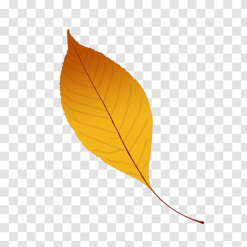 Leaf - Plant - Leaves Clipart Transparent PNG