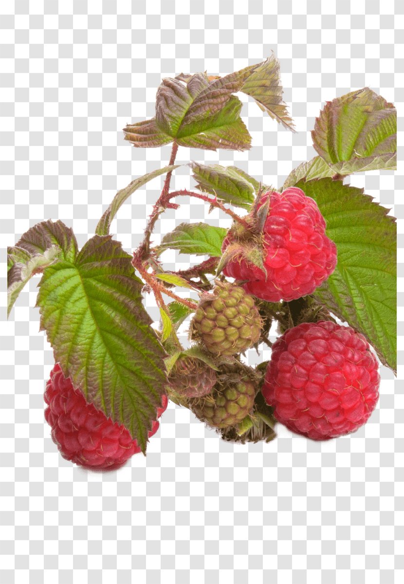 Red Raspberry Leaf Fruit Berries Tea - Mulberry Transparent PNG