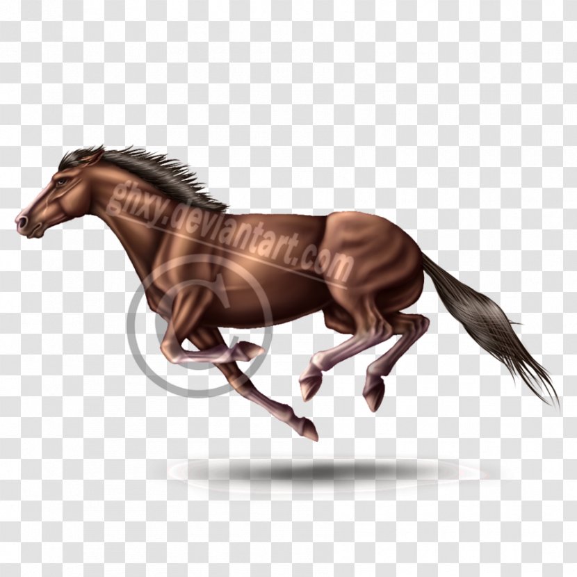 Mustang Stallion Rein Mare Halter Transparent PNG