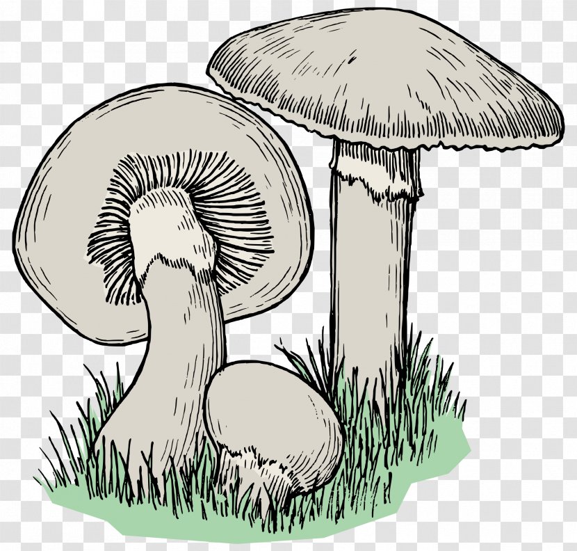 Edible Mushroom Drawing Graphics Image - Psilocybin Transparent PNG