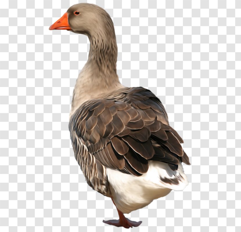 Duck Goose Grey Geese Bird - Fowl Transparent PNG