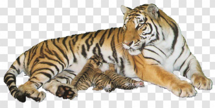Tiger Wildlife Cat Transparent PNG