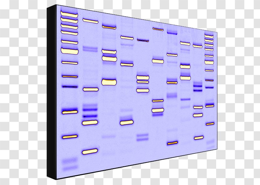 Dynamic DNA Labs Genetic Testing Work Of Art - Violet - Dna Transparent PNG