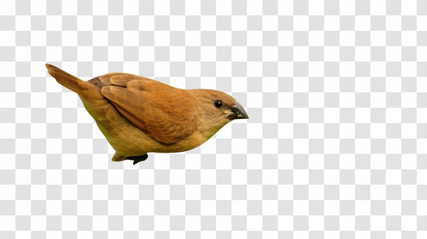 Bird Sparrow Transparent PNG