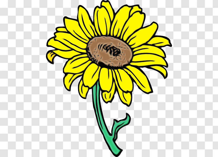 Common Sunflower Sunflower Seed Cartoon Drawing Animation Transparent PNG