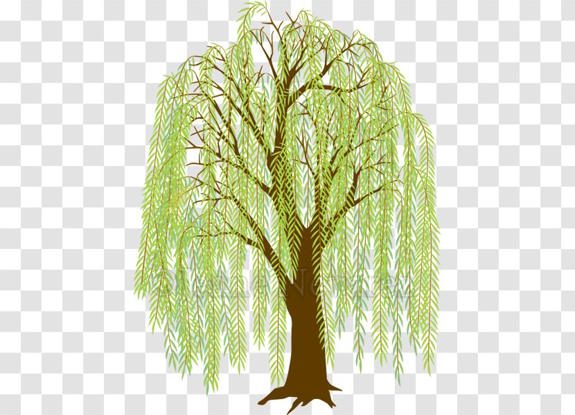 Weeping Willow Drawing Clip Art Tree Image - Larch - Creeper Hang On Road Floral Transparent PNG