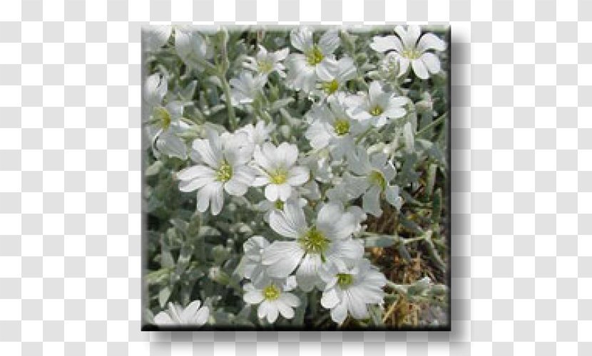 Moss Phlox Garden Perennial Plant Snow-in-summer - Subshrub Transparent PNG