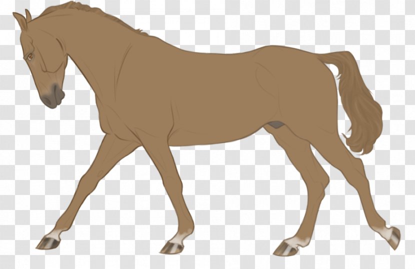 Mustang Foal Stallion Mare Colt Transparent PNG