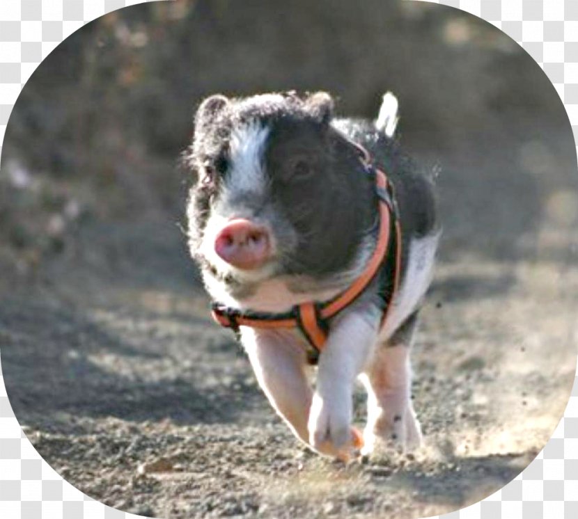 Domestic Pig Exercise Dog Mammal - Bodybuilding Transparent PNG