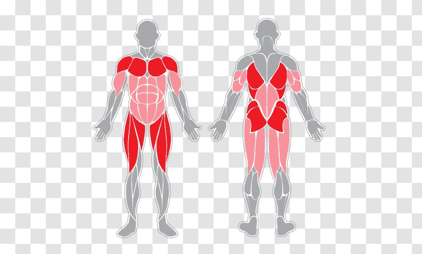 Sartorius Muscle Muscular System Human Body Skeletal - Silhouette - Anatomy Transparent PNG