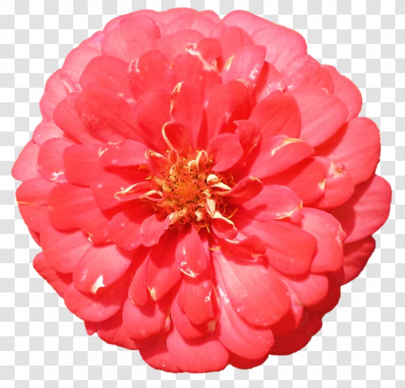 Clip Art Flower Red Dahlia Photography - Peach Transparent PNG