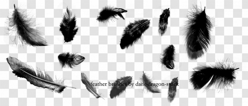 Brush Feather Illustrator DeviantArt - Fur - Dark Transparent PNG