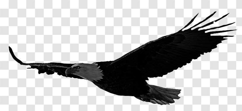 Bald Eagle Bird Accipitriformes Hawk - Black And White Transparent PNG