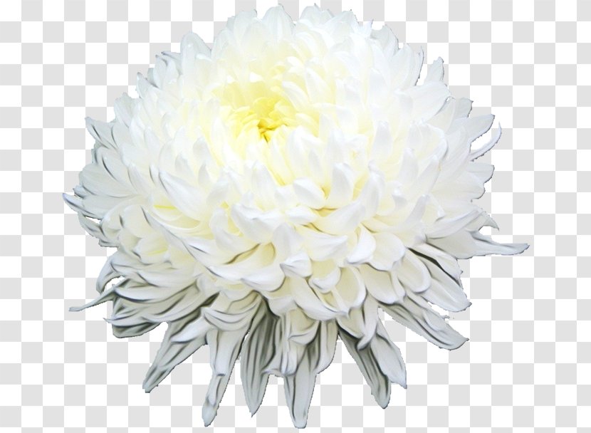 Chrysanthemum Floral Design Cut Flowers - China Aster - Flower Transparent PNG