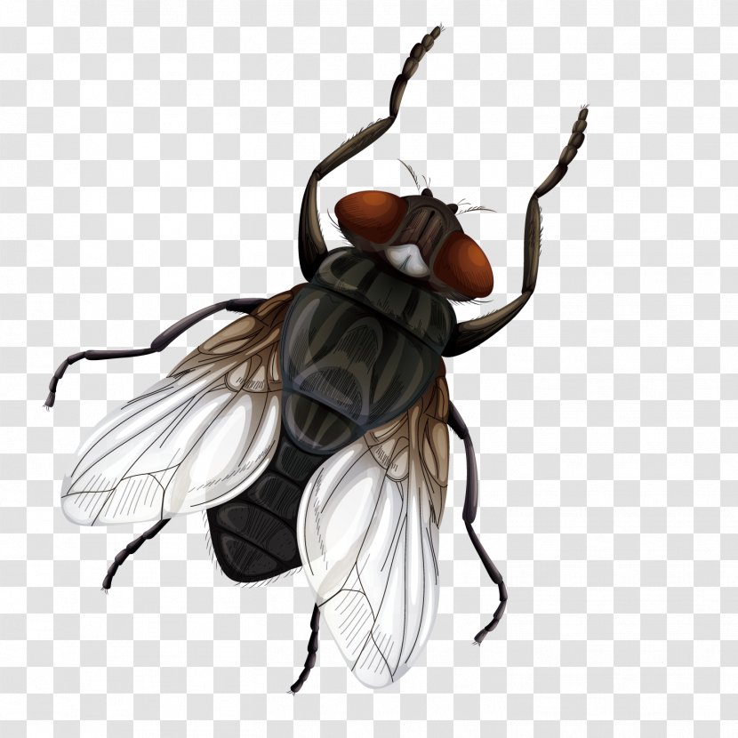 Insect Fly Vecteur Euclidean Vector - Male Flies Transparent PNG