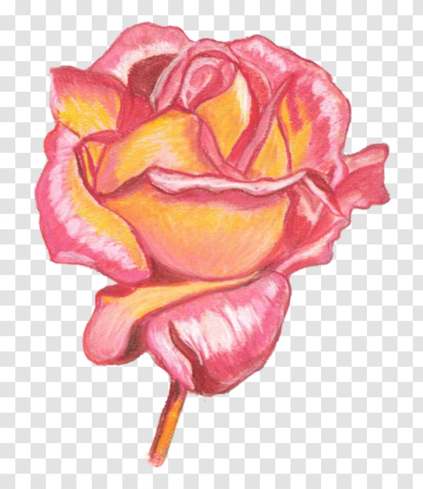 Garden Roses Cabbage Rose Still Life Photography Acrylic Paint Drawing - Peach - Pasteles Transparent PNG