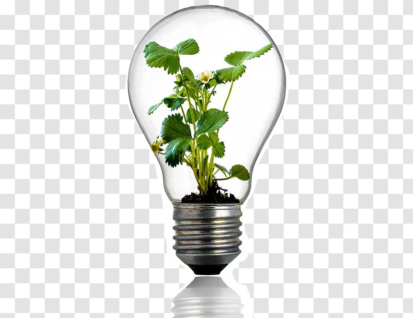 Grow Light Incandescent Bulb Plant Full-spectrum - Herb Transparent PNG