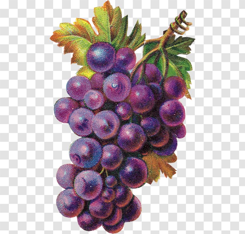Grape Eucharist Clip Art - Seedless Fruit Transparent PNG