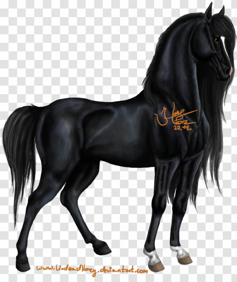 Percheron Mustang Arabian Horse Stallion Pony - Animal Transparent PNG