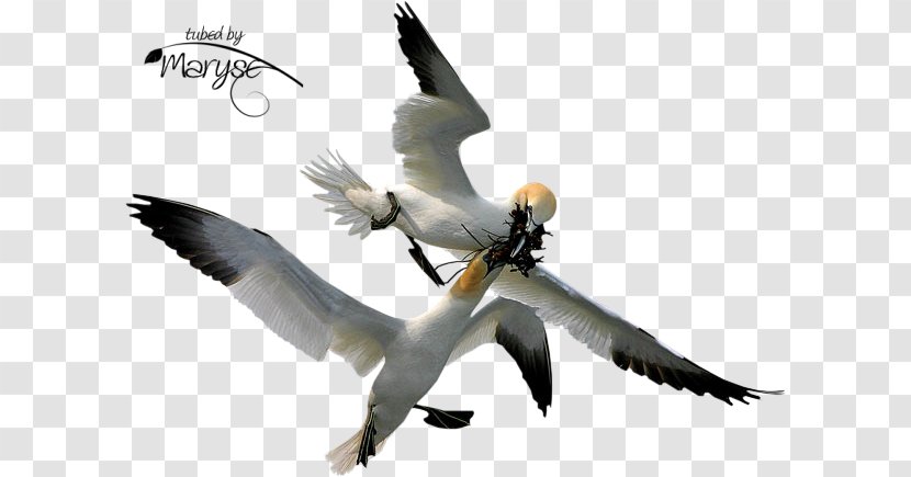 Bird Gannets Beak Clip Art - Seabird Transparent PNG