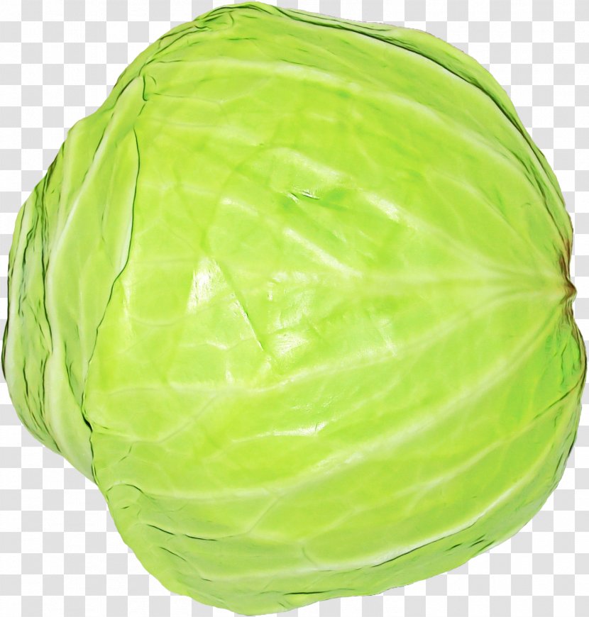 Cabbage Green Wild Iceburg Lettuce Vegetable - Wet Ink - Side Dish Leaf Transparent PNG