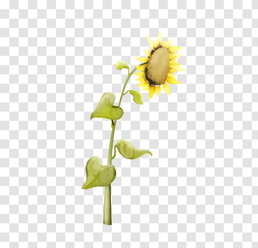 Common Sunflower Daisy Family Perennial Seed - Flower Transparent PNG