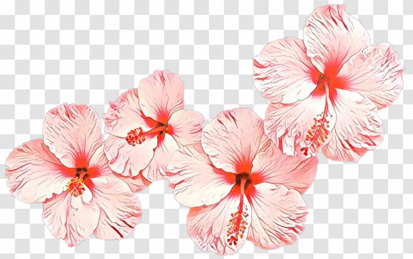 Flower Hawaiian Hibiscus Petal Pink Plant - Geranium Chinese Transparent PNG