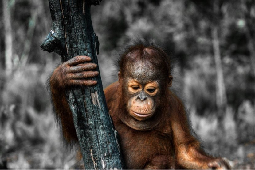 Bornean Orangutan Primate Great Apes Putri River Save The - Ape Transparent PNG